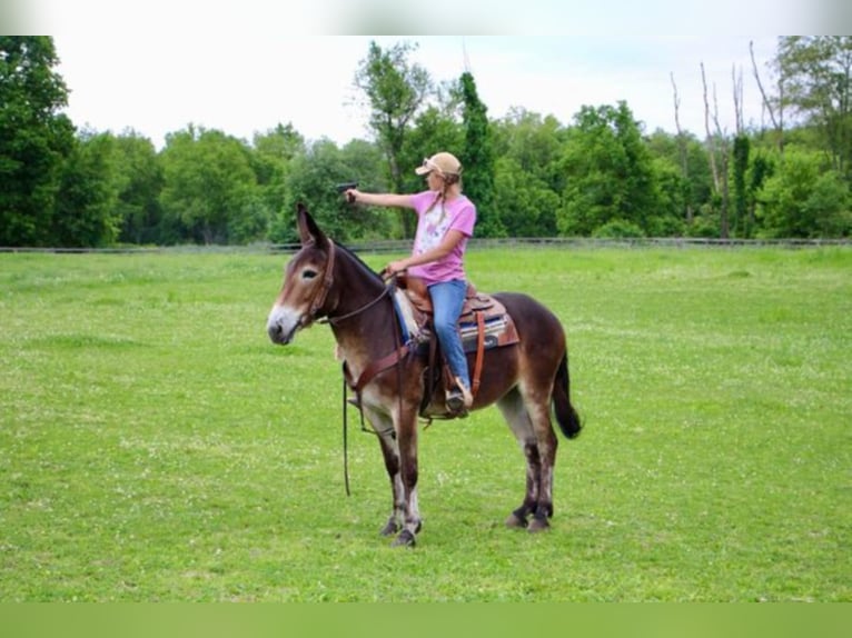 American Quarter Horse Castrone 12 Anni 152 cm Baio ciliegia in Highland MI