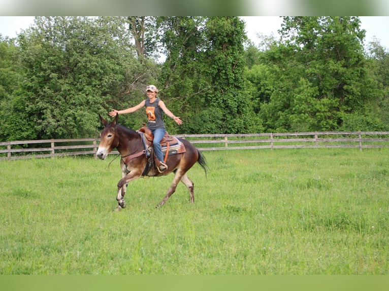 American Quarter Horse Castrone 12 Anni 152 cm Baio ciliegia in Highland MI