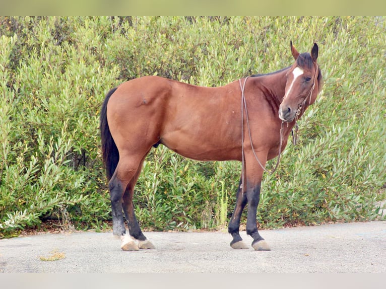 American Quarter Horse Castrone 12 Anni 152 cm Baio ciliegia in Bitterwater CA