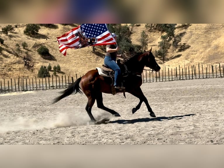 American Quarter Horse Castrone 12 Anni 152 cm Baio ciliegia in Bitterwater CA