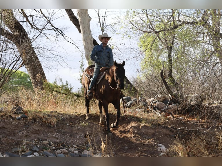 American Quarter Horse Castrone 12 Anni 152 cm Baio ciliegia in Camp Verde AZ
