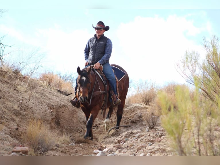 American Quarter Horse Castrone 12 Anni 152 cm Baio ciliegia in Camp Verde CA