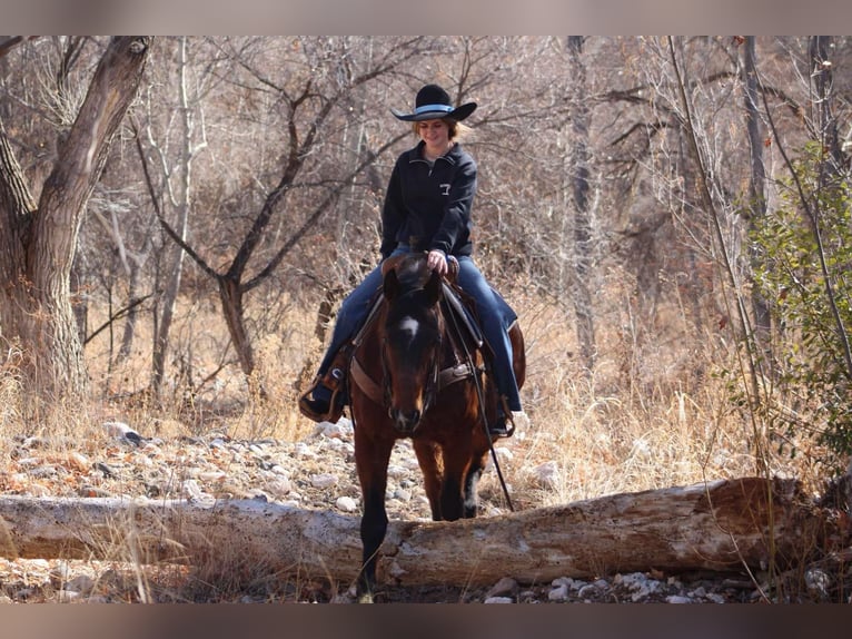 American Quarter Horse Castrone 12 Anni 152 cm Baio ciliegia in Camp Verde CA