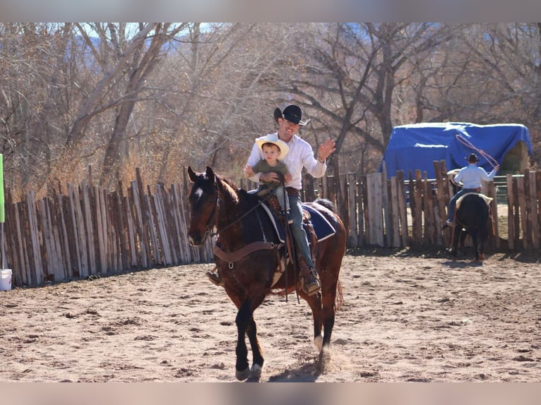 American Quarter Horse Castrone 12 Anni 152 cm Baio ciliegia in Camp Verde CA