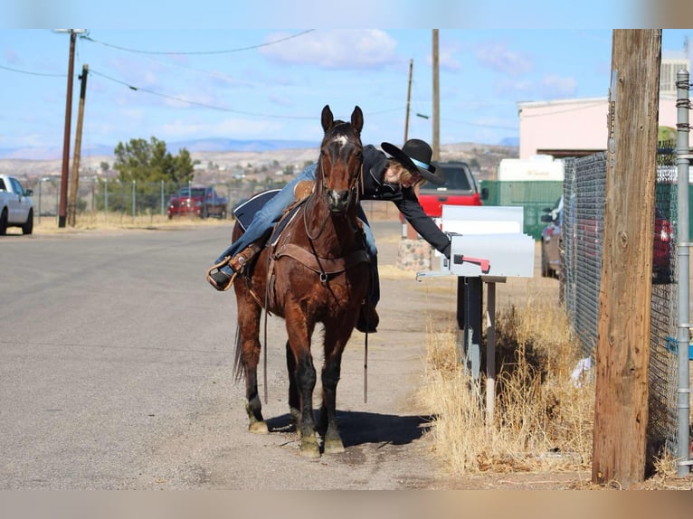 American Quarter Horse Castrone 12 Anni 152 cm Baio ciliegia in Camp Verde CA