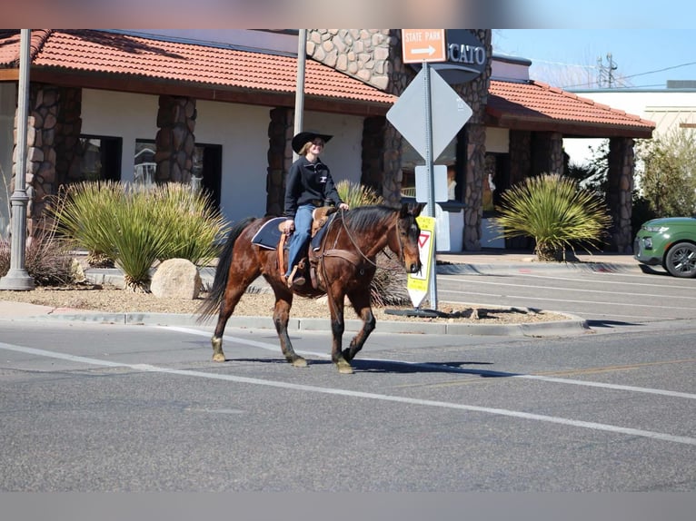 American Quarter Horse Castrone 12 Anni 152 cm Baio ciliegia in Camp Verde CA