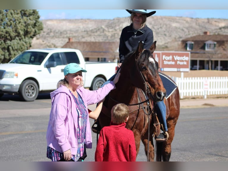 American Quarter Horse Castrone 12 Anni 152 cm Baio ciliegia in Camp Verde CA