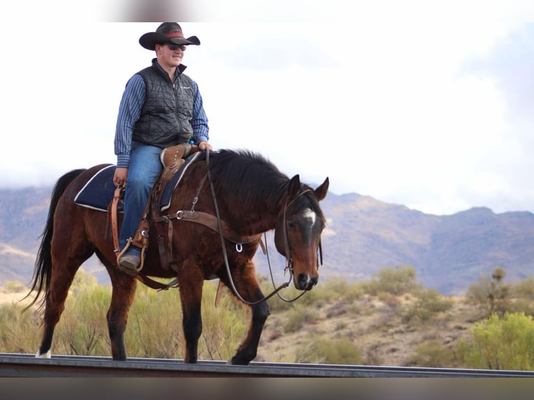 American Quarter Horse Castrone 12 Anni 152 cm Baio ciliegia in Camp Verde CA