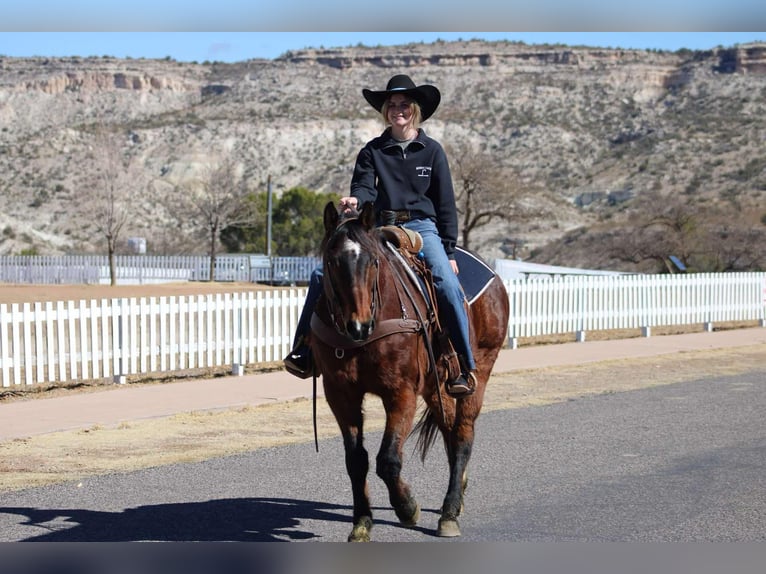 American Quarter Horse Castrone 12 Anni 152 cm Baio ciliegia in Camp Verde CA