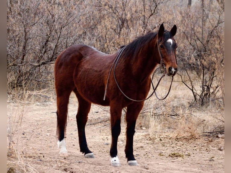 American Quarter Horse Castrone 12 Anni 152 cm Baio ciliegia in Camp Verde CA