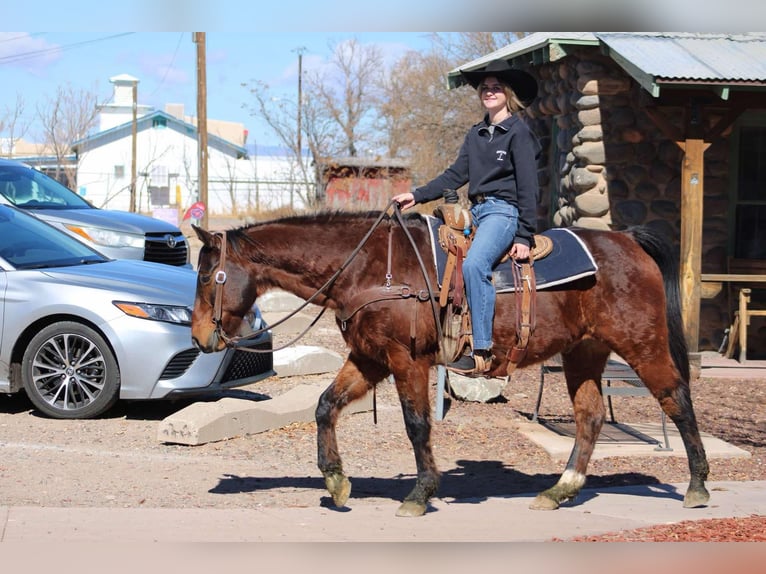 American Quarter Horse Castrone 12 Anni 152 cm Baio ciliegia in Camp Verde CA