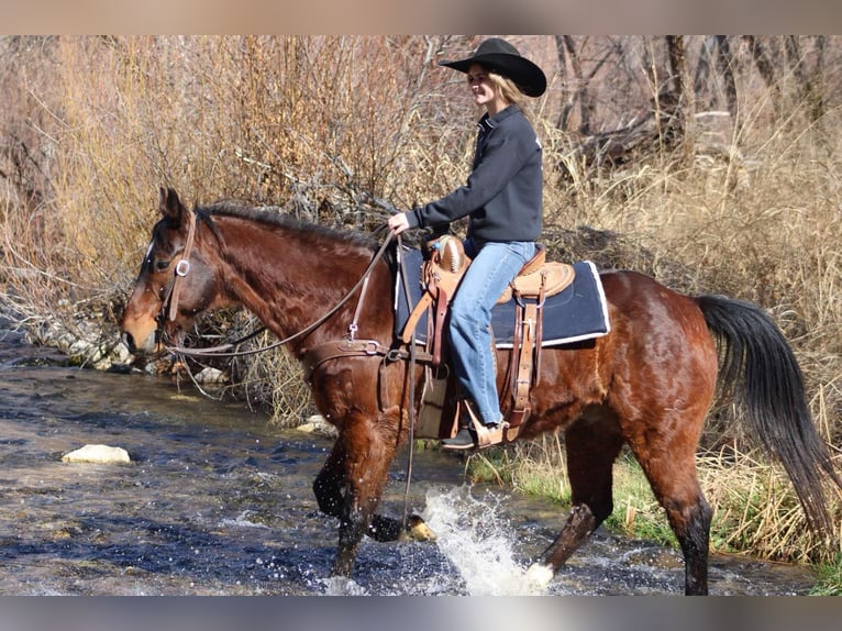 American Quarter Horse Castrone 12 Anni 152 cm Baio ciliegia in Camp Verde CA