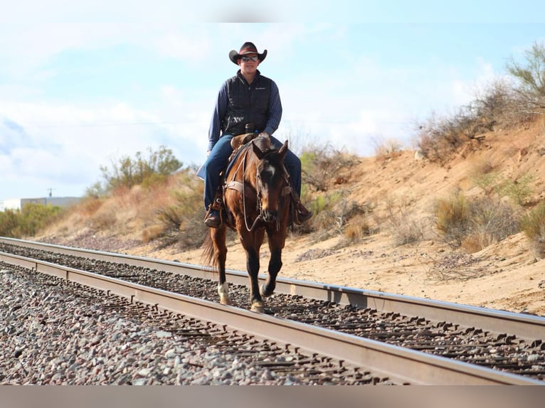 American Quarter Horse Castrone 12 Anni 152 cm Baio ciliegia in Camp Verde CA