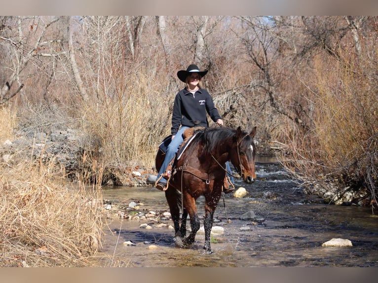 American Quarter Horse Castrone 12 Anni 152 cm Baio ciliegia in Camp Verde CA