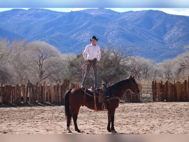 American Quarter Horse Castrone 12 Anni 152 cm Baio ciliegia in Camp Verde CA