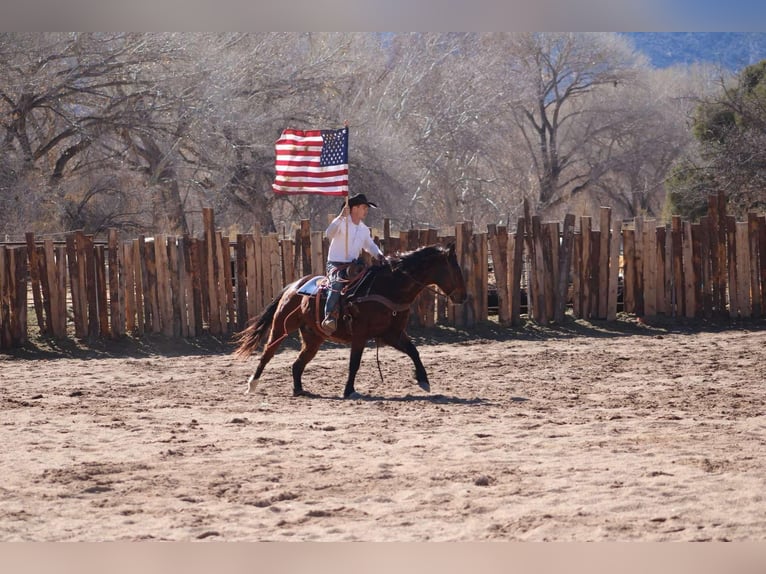 American Quarter Horse Castrone 12 Anni 152 cm Baio ciliegia in Camp Verde CA