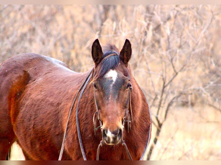 American Quarter Horse Castrone 12 Anni 152 cm Baio ciliegia in Camp Verde CA