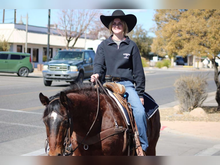 American Quarter Horse Castrone 12 Anni 152 cm Baio ciliegia in Camp Verde CA