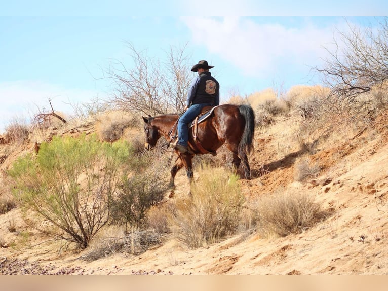 American Quarter Horse Castrone 12 Anni 152 cm Baio ciliegia in Camp Verde CA