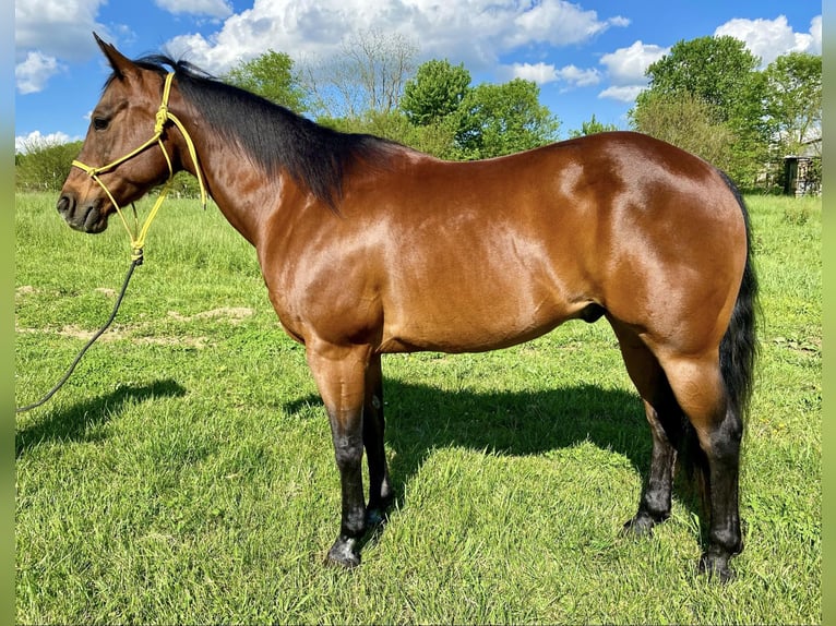American Quarter Horse Castrone 12 Anni 152 cm Baio ciliegia in Danville IN