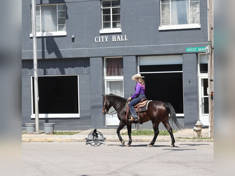 American Quarter Horse Mix Castrone 12 Anni 152 cm Baio ciliegia in Mount Vernon