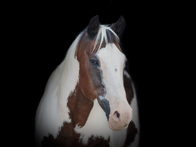 American Quarter Horse Castrone 12 Anni 152 cm Baio ciliegia in WEATHERFORD, TX