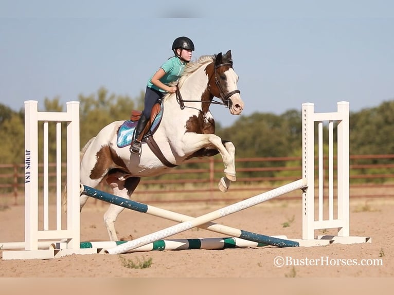 American Quarter Horse Castrone 12 Anni 152 cm Baio ciliegia in WEATHERFORD, TX