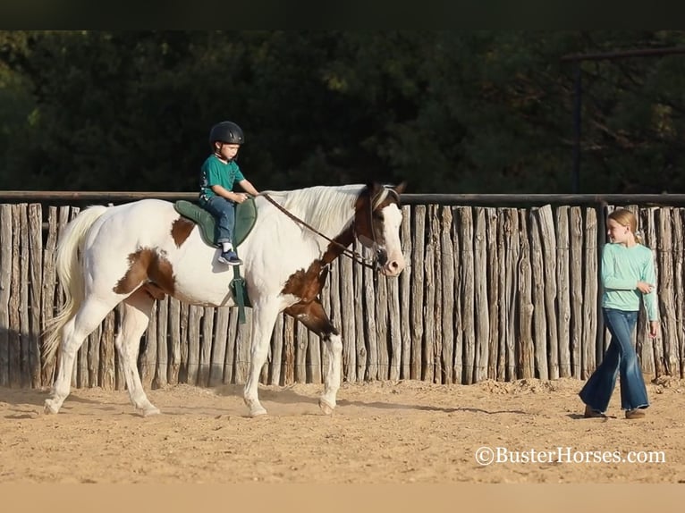 American Quarter Horse Castrone 12 Anni 152 cm Baio ciliegia in WEATHERFORD, TX