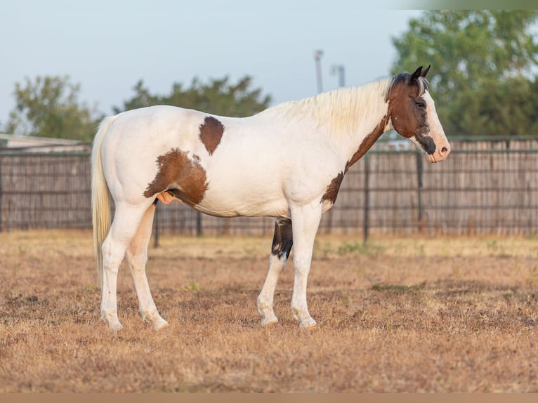 American Quarter Horse Castrone 12 Anni 152 cm Baio ciliegia in WEATHERFORD, TX