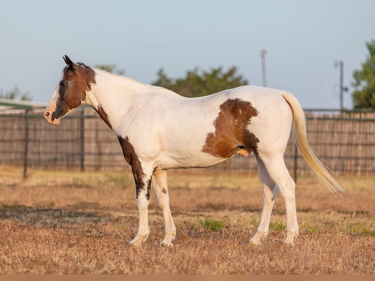 American Quarter Horse Castrone 12 Anni 152 cm Baio ciliegia in WEATHERFORD, TX