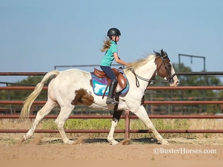 American Quarter Horse Castrone 12 Anni 152 cm Baio ciliegia in WEATHERFORD, TX