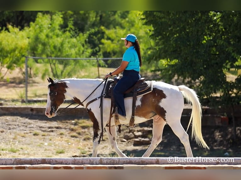 American Quarter Horse Castrone 12 Anni 152 cm Baio ciliegia in WEATHERFORD, TX