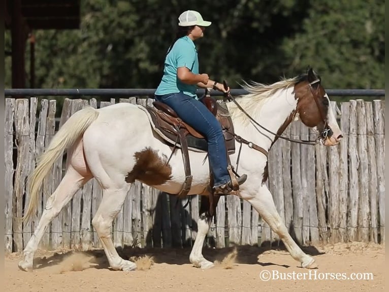 American Quarter Horse Castrone 12 Anni 152 cm Baio ciliegia in WEATHERFORD, TX