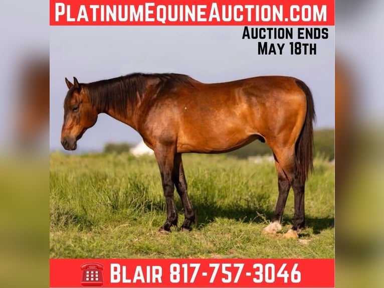 American Quarter Horse Castrone 12 Anni 152 cm Baio ciliegia in Weatherford TX