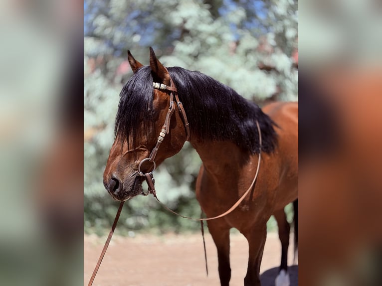 American Quarter Horse Castrone 12 Anni 152 cm Baio ciliegia in Fort Collins