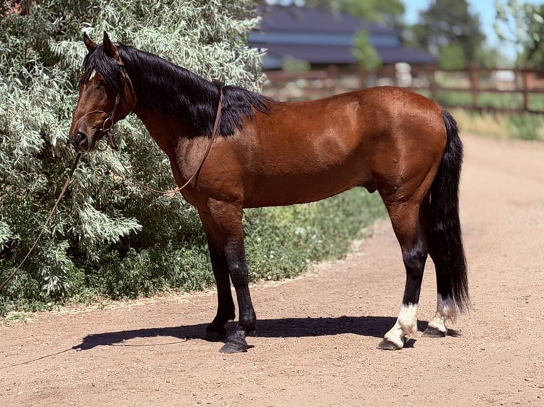 American Quarter Horse Castrone 12 Anni 152 cm Baio ciliegia in Fort Collins