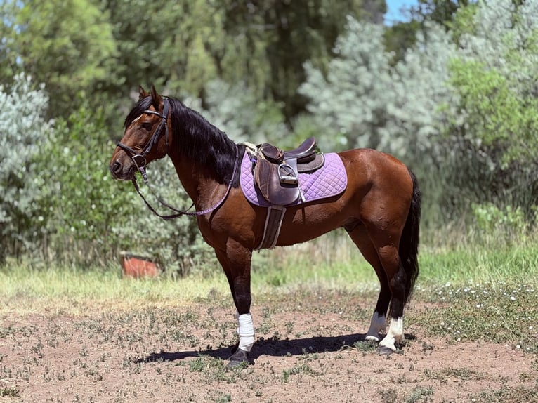 American Quarter Horse Castrone 12 Anni 152 cm Baio ciliegia in Fort Collins