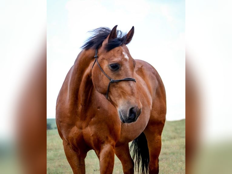 American Quarter Horse Castrone 12 Anni 152 cm Baio ciliegia in Canton TX