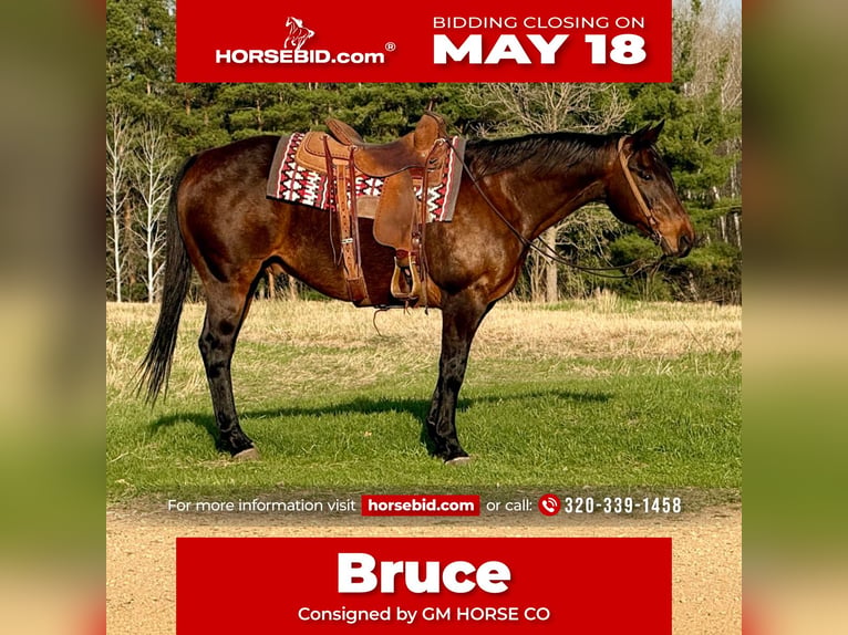 American Quarter Horse Castrone 12 Anni 152 cm Baio ciliegia in Cannon Falls