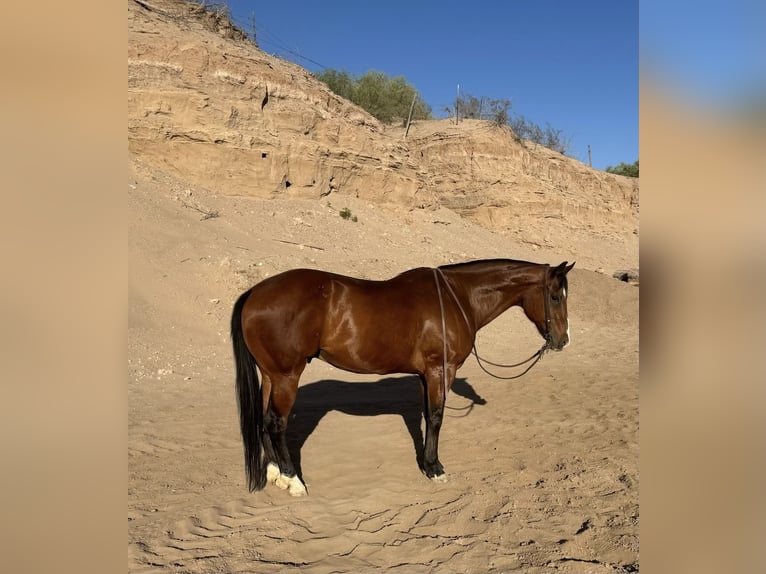 American Quarter Horse Castrone 12 Anni 152 cm Baio ciliegia in El Paso, TX