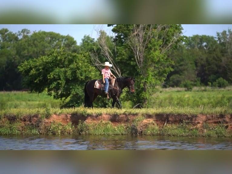 American Quarter Horse Castrone 12 Anni 152 cm Baio ciliegia in Kaufman, TX