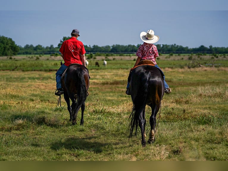 American Quarter Horse Castrone 12 Anni 152 cm Baio ciliegia in Kaufman, TX