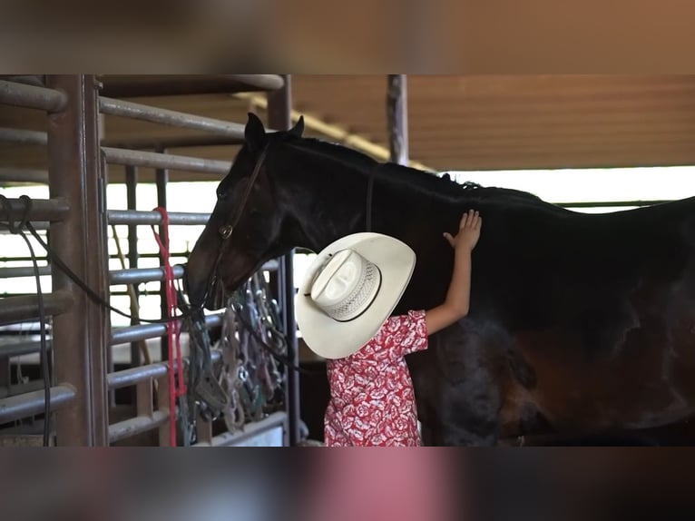 American Quarter Horse Castrone 12 Anni 152 cm Baio ciliegia in Kaufman, TX