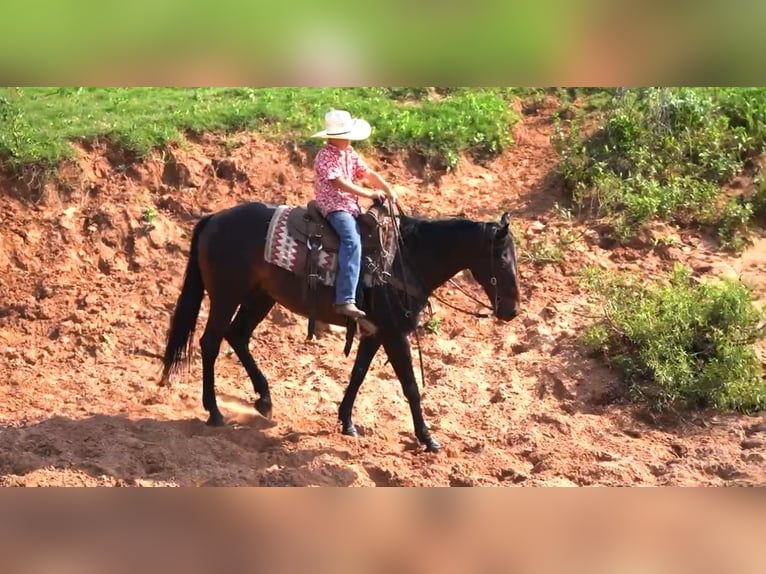 American Quarter Horse Castrone 12 Anni 152 cm Baio ciliegia in Kaufman, TX