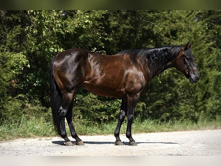 American Quarter Horse Castrone 12 Anni 152 cm Baio ciliegia in Kaufman, TX