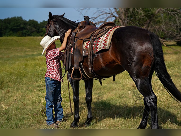 American Quarter Horse Castrone 12 Anni 152 cm Baio ciliegia in Kaufman, TX