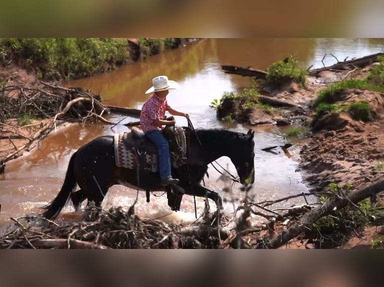 American Quarter Horse Castrone 12 Anni 152 cm Baio ciliegia in Kaufman, TX