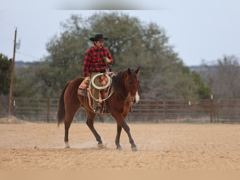 American Quarter Horse Castrone 12 Anni 152 cm Baio ciliegia in Killeen, TX