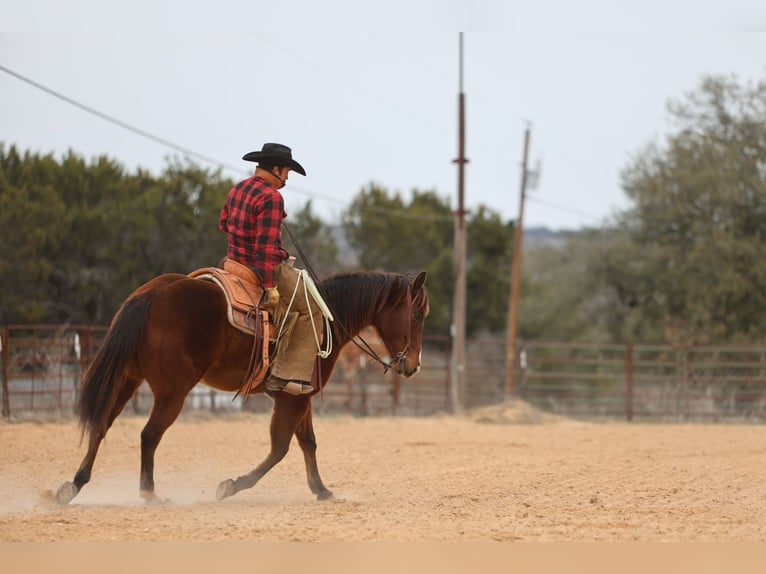 American Quarter Horse Castrone 12 Anni 152 cm Baio ciliegia in Killeen, TX