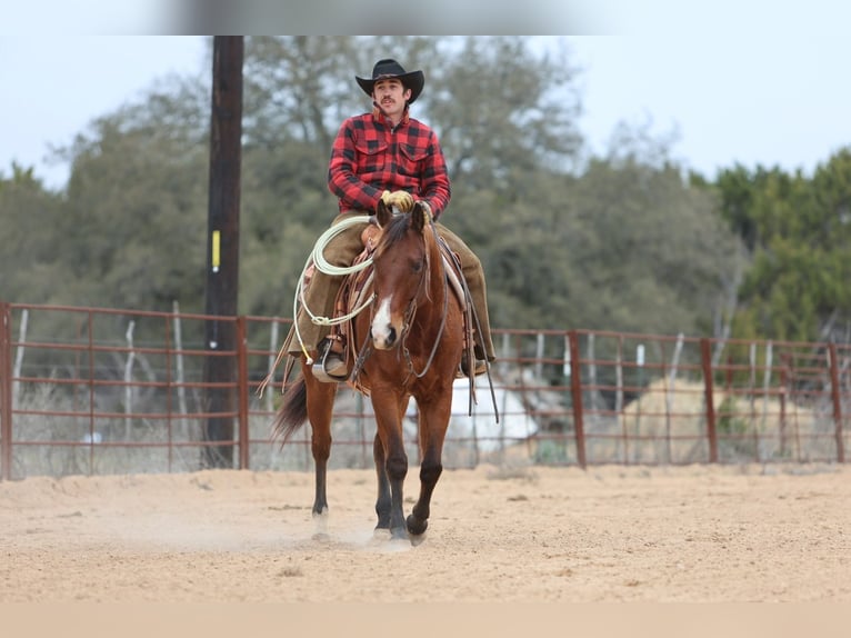 American Quarter Horse Castrone 12 Anni 152 cm Baio ciliegia in Killeen, TX